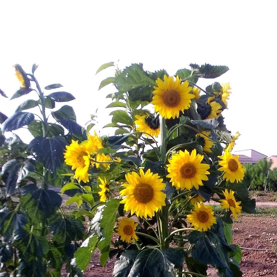 Agriturismo S'Incant'E Sinis San Salvatore  Екстер'єр фото